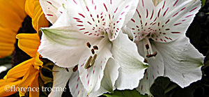 Fleur_1