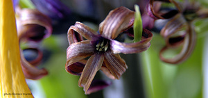 100501_jacinthe_flotoir_copie